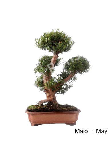 Luso Bonsai | Syzigium Bonsai 23 ans