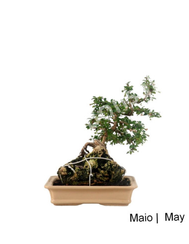 Luso Bonsai | Carmona Microphyla Bonsai de 20 anos