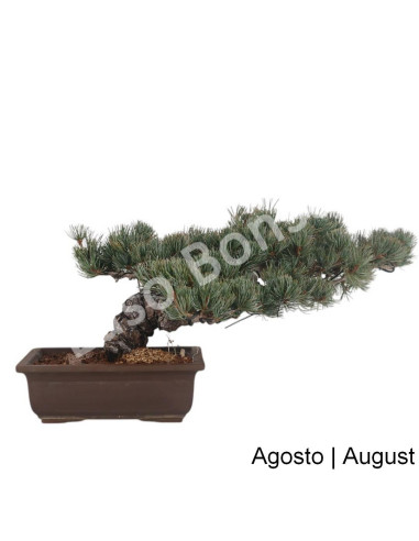 Luso Bonsai | Pinheiro Pentaphylla Bonsai de 36 anos