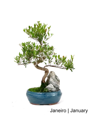 Luso Bonsai | Syzigium Bonsai de 7 anos