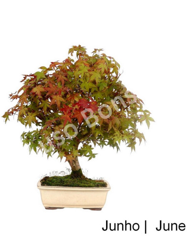 Luso Bonsai | Acer Palmatum Deshojo Bonsai of 21 Years