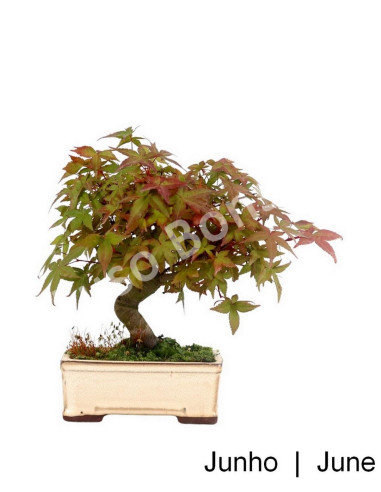 Luso Bonsai | Acer Palmatum Deshojo Bonsai de 17 Anos