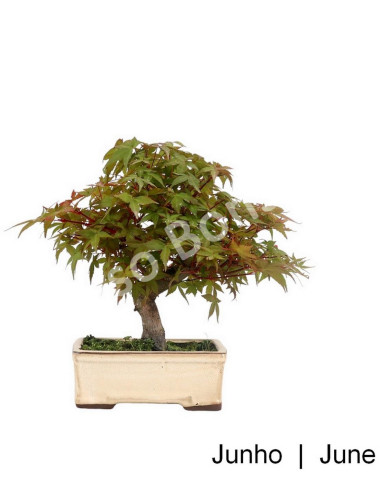 Luso Bonsai | Acer Palmatum Deshojo Bonsai de 23 Anos