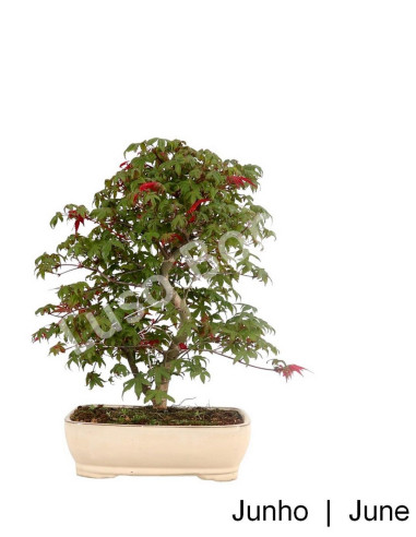 Luso Bonsai | Acer Palmatum Deshojo Bonsai de 29 Anos