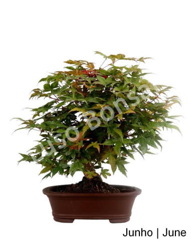 Luso Bonsai | Acer Palmatum Deshojo Bonsai de 40 Anos