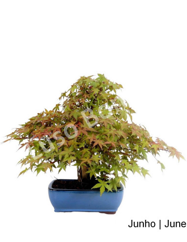 Compre aqui o seu Acer Palmatum Deshojo Bonsai de 40 Anos e descubra c