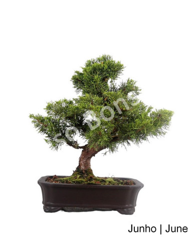 Luso Bonsai | Juniperus Itoigawa Bonsai de 23 Anos