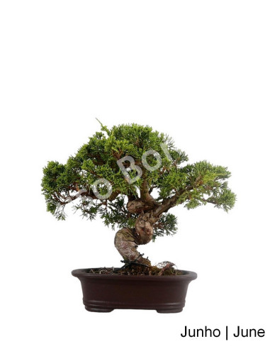 Luso Bonsai | Juniperus Itoigawa Bonsai 25 ans