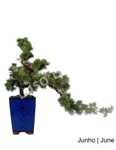 Luso Bonsai | Juniperus Itoigawa Bonsai de 31 ans