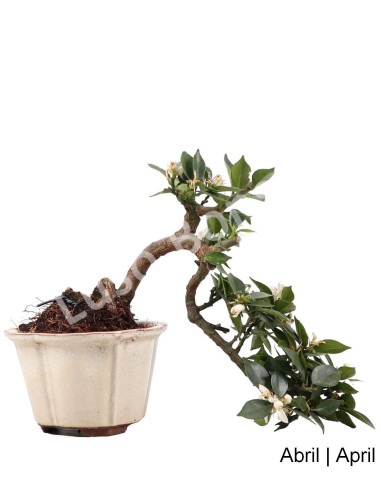 Luso Bonsai | Citrus Myrtifolia Bonsai de 15 anos