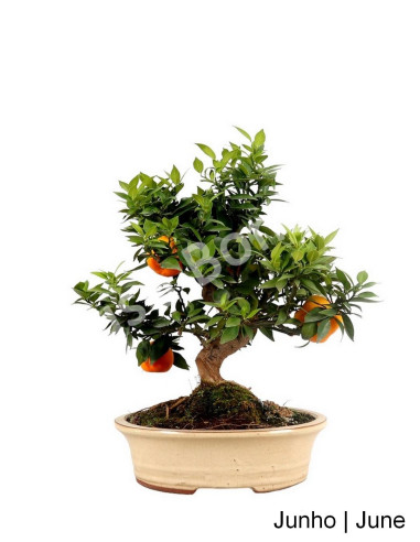 Luso Bonsai | Citrus Myrtifolia Bonsai de 23 anos