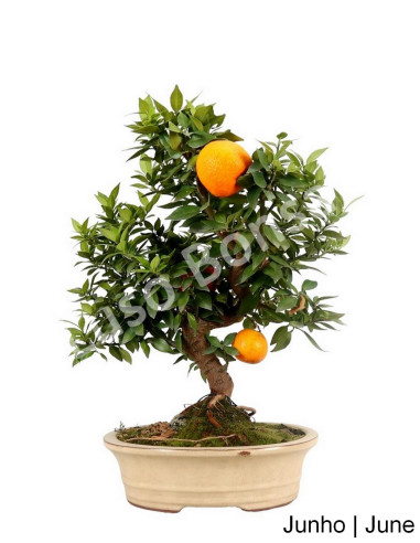 Luso Bonsai | Citrus Myrtifolia Bonsai de 23 anos