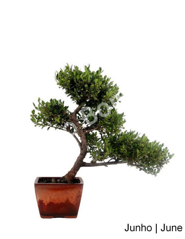 Luso Bonsai | Ilex Crenata Bonsai of 17 Years