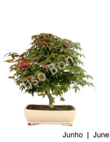 Luso Bonsai | Acer Palmatum Deshojo Bonsai de 29 Anos