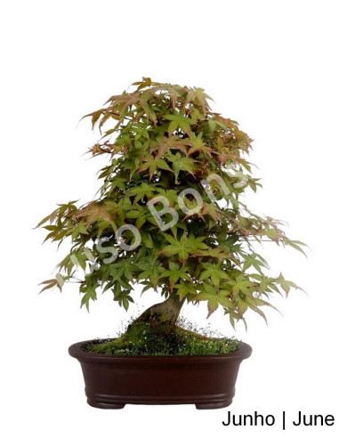 Luso Bonsai | Acer Palmatum Deshojo Bonsai de 32 Anos