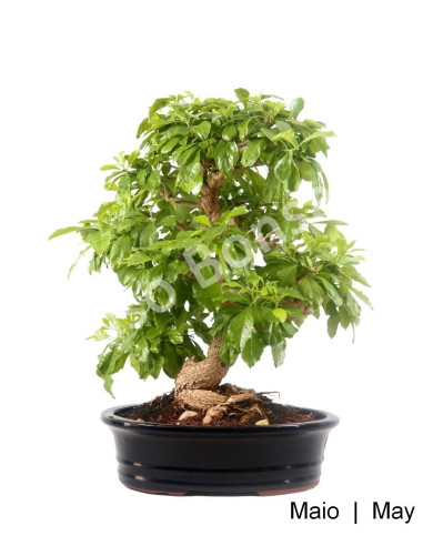 Luso Bonsai | Durantha Repens Bonsai de 29 anos