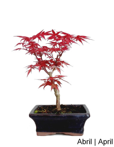 Luso Bonsai | Acer Palmatum Deshojo Bonsai of 7 Years