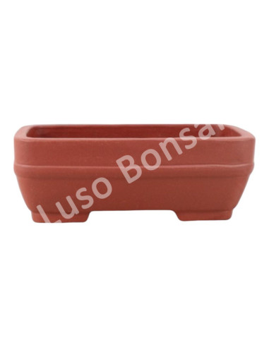 Luso Bonsai l Pot by Bonsai