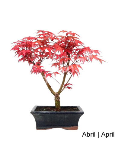 Luso Bonsai | Acer Palmatum Deshojo Bonsai de 9 ans