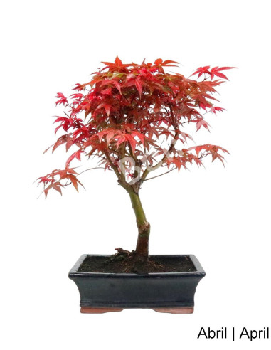 Luso Bonsai | Acer Palmatum Deshojo Bonsai de 12 Anos