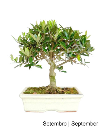 Luso Bonsai | Oliveira Bonsai de 12 Anos