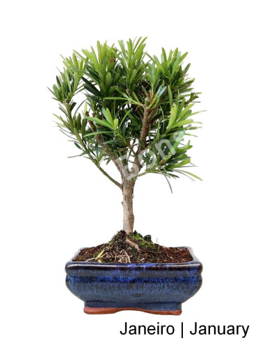 Luso Bonsai | Podocarpus Bonsai de 6 Anos