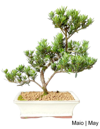 Luso Bonsai | Podocarpus Bonsai de 9 Anos