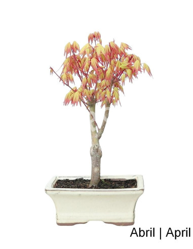 Luso Bonsai ← Acer Palmatum Katsura Bonsai de 7 años