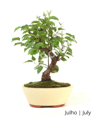 Luso Bonsai ← Prunus Mahaleb Bonsai de 7 años