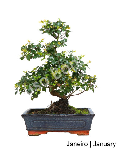 Luso Bonsai | Sageretia Bonsai de 10 Anos