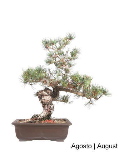 Luso Bonsai Silencio Pinheiro Pentaphylla Bonsai 36 años