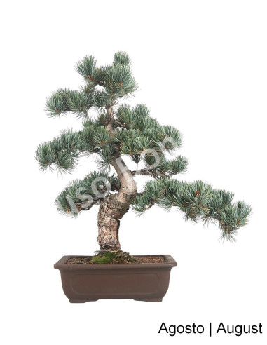 Luso Bonsai | Pinheiro Pentaphylla Bonsai de 36 anos