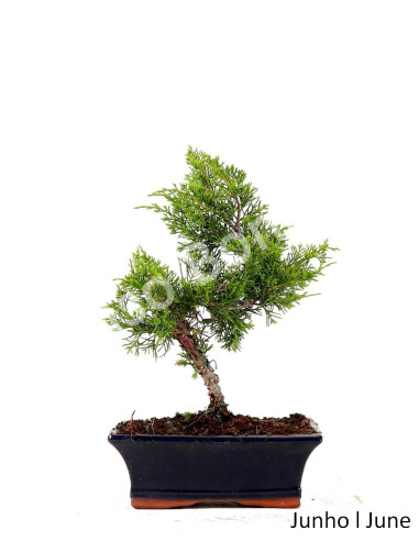 Luso Bonsai ← Juniperus Itoigawa Bonsai de 9 años