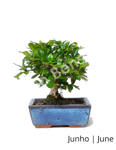 Luso Bonsai Silencio Carmona Macrophyla Bonsai 5 años