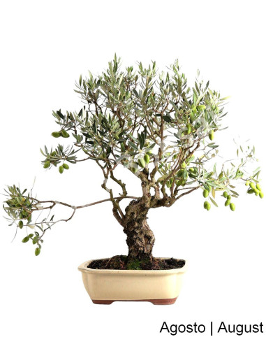 Luso Bonsai | Oliveira Bonsai de 28 Anos