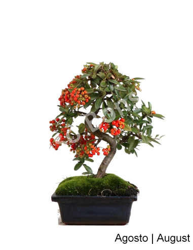 Luso Bonsai | Pyracantha Bonsai de 7 Anos