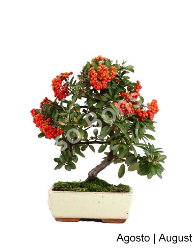 Luso Bonsai | Pyracantha Bonsai de 9 Anos