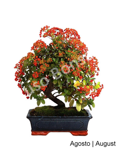 Luso Bonsai | Pyracantha Bonsai de 17 Anos