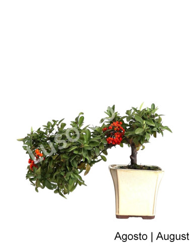 Luso Bonsai | Pyracantha Bonsai de 21 Anos