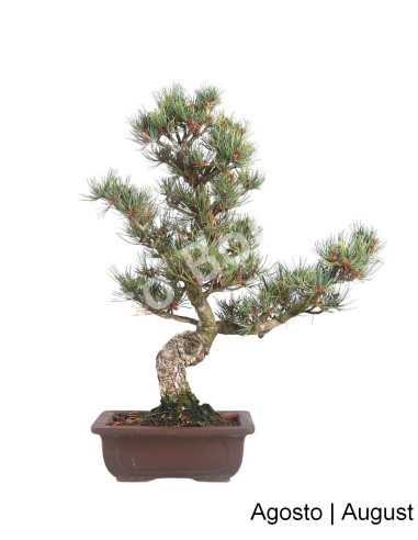 Luso Bonsai | Pinheiro Pentaphylla Bonsai 25 Years