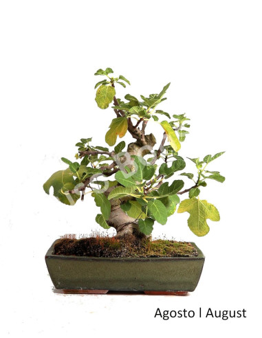 Luso Bonsai | Figueira Bonsai de 20 Anos