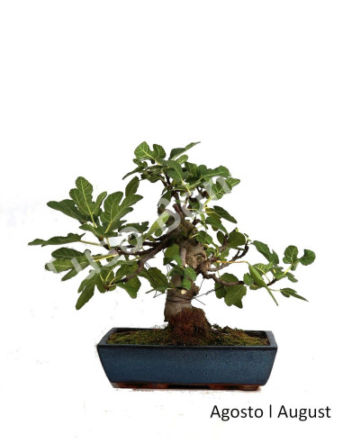 Luso Bonsai ← Figueira Bonsai de 20 años