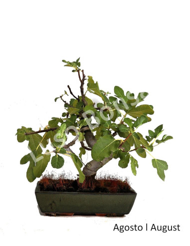 Luso Bonsai | Figueira Bonsai of 20 Years