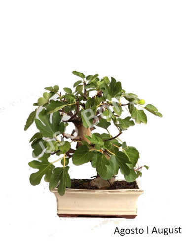 Luso Bonsai Silencio Figueira Bonsai de 23 años