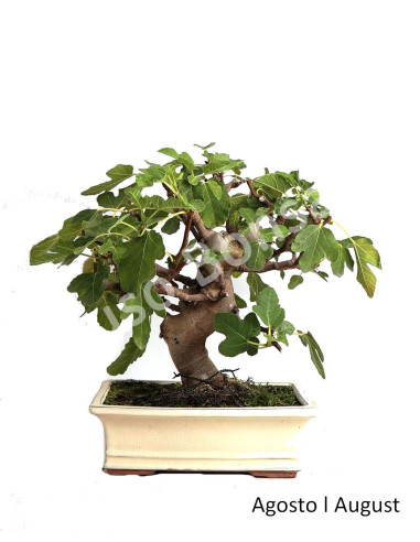 Luso Bonsai | Figueira Bonsai de 23 Anos