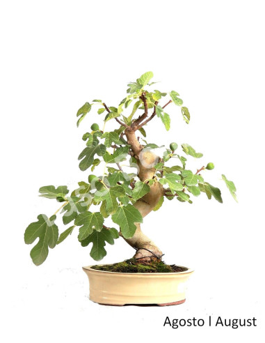 Luso Bonsai | Figueira Bonsai de 29 Anos