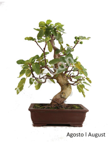 Luso Bonsai | Figueira Bonsai of 33 Years