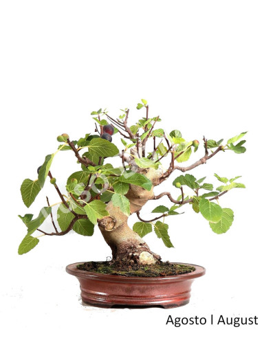 Luso Bonsai ← Figueira Bonsai de 33 años