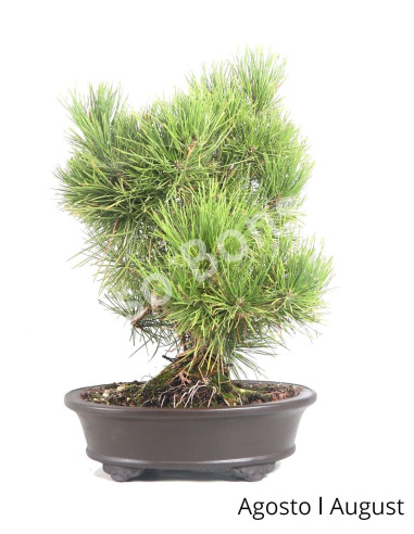 Luso Bonsai | Pinheiro Thunbergii Bonsai 31 years