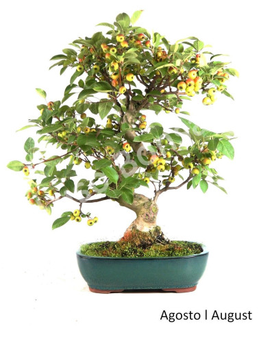 Luso Bonsai ← Macieira "Everest" Bonsai 35 años